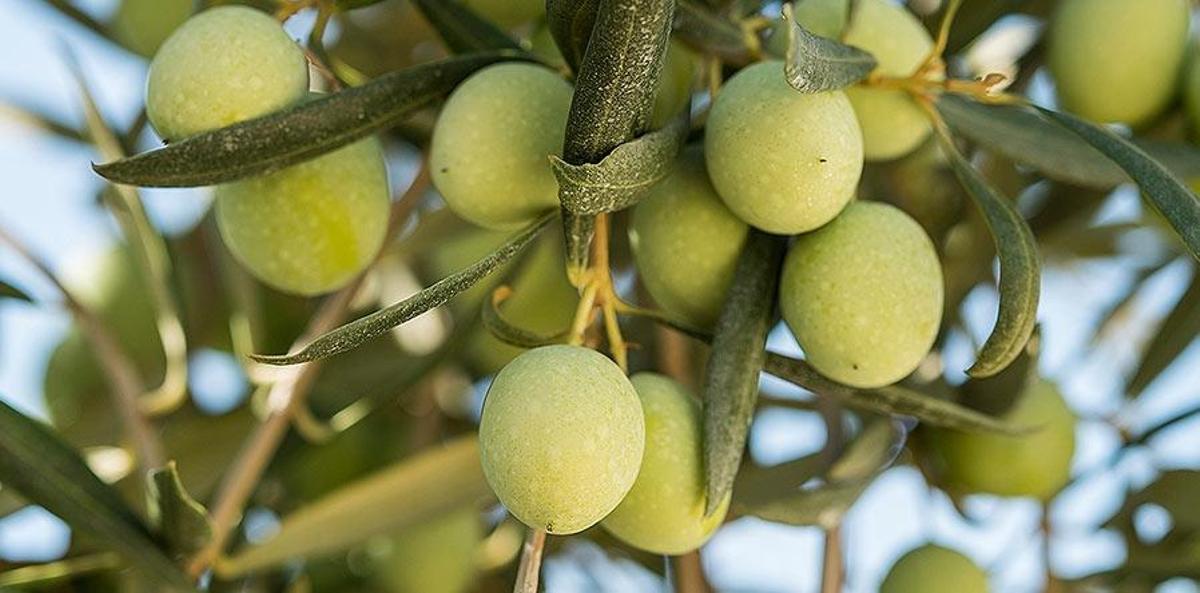 aceitunas